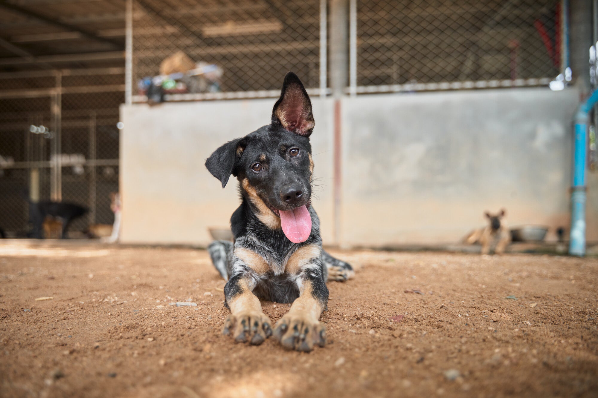 Protecting Stray Animals